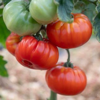 Bifftomat Marmande