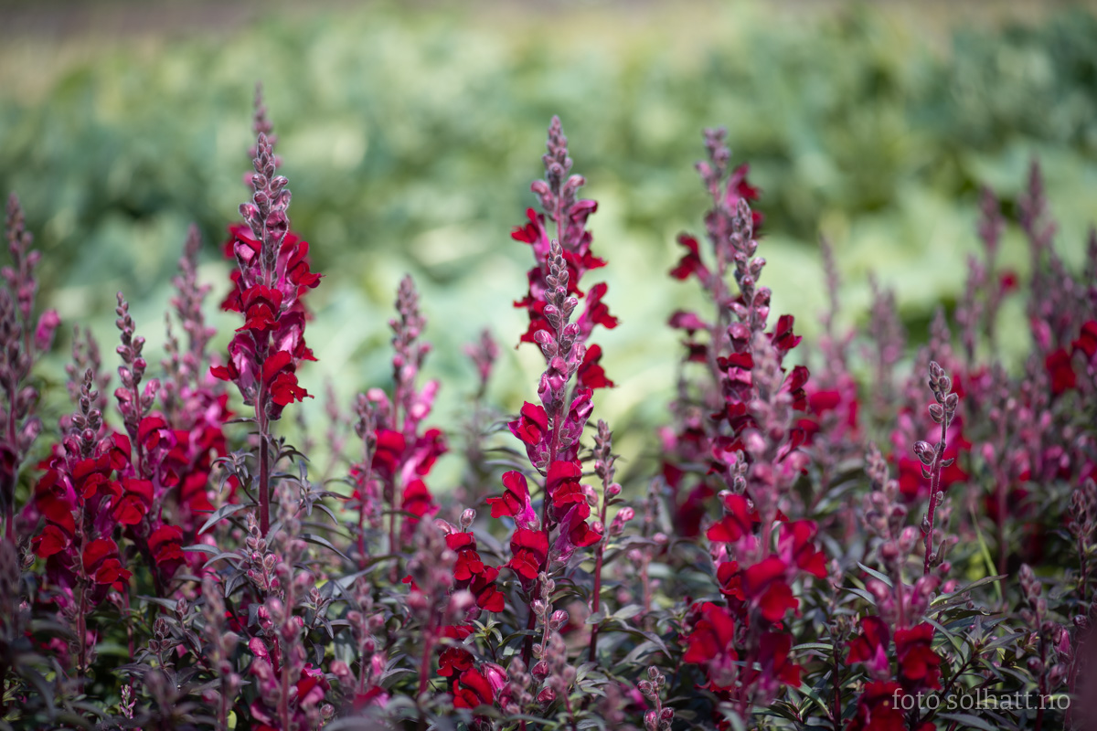 L vemunn R d Antirrhinum Majus kologiske Blomsterfr L vemunn R d Antirrhinum Majus kologiske Blomsterfr