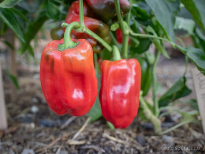 Paprika, Yolo Wonder, Rød, Blokkpaprika | Solhatt økologiske frø