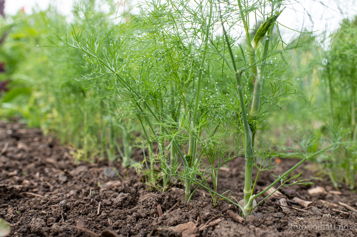 Dill Tetra
