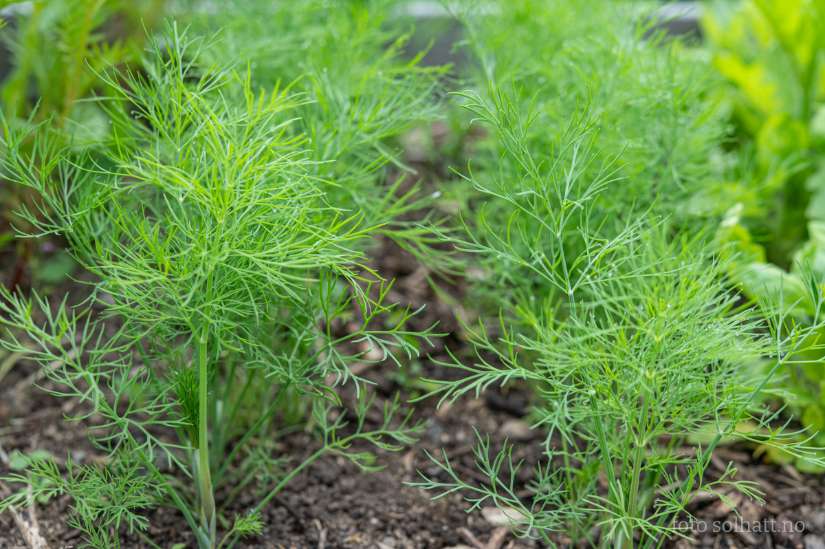 Dill Tetra