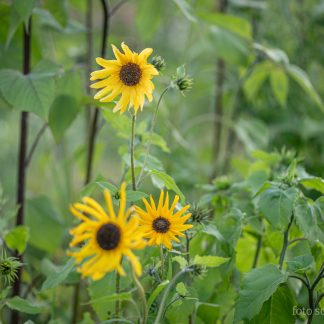 Solsikke Småblomstret