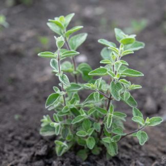 Oregano, Syrisk