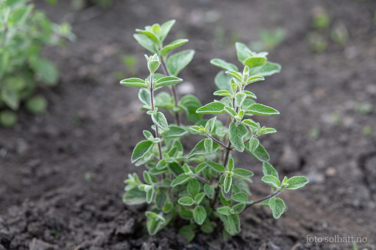 Oregano, Syrisk