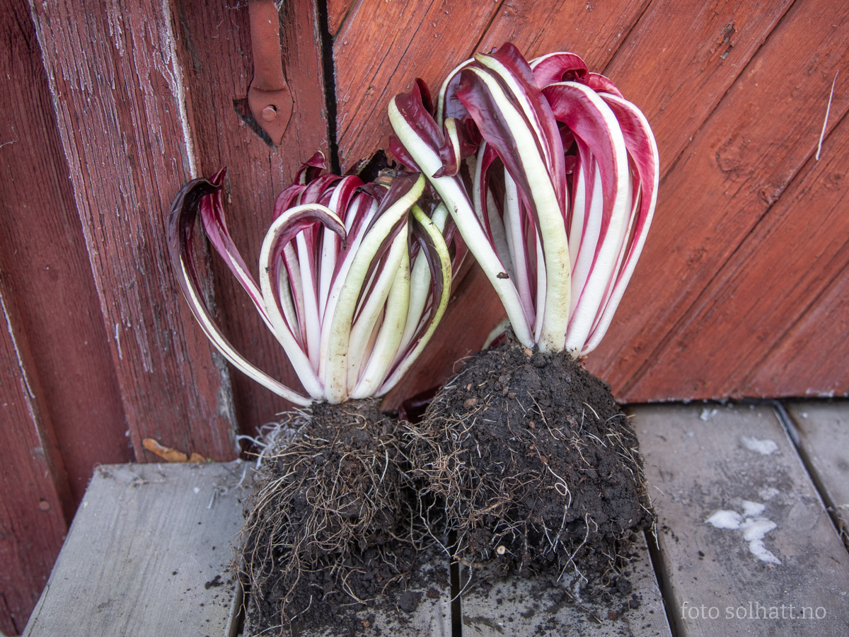 Sikorisalat Radicchio Tardivo