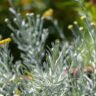 Karriplante