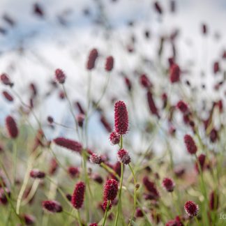 Legeblodtopp, Sanguisorba officinalis