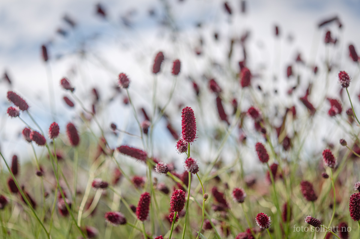 Legeblodtopp, Sanguisorba officinalis