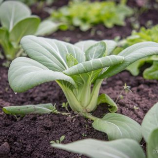 Pak Choi Yorokobi