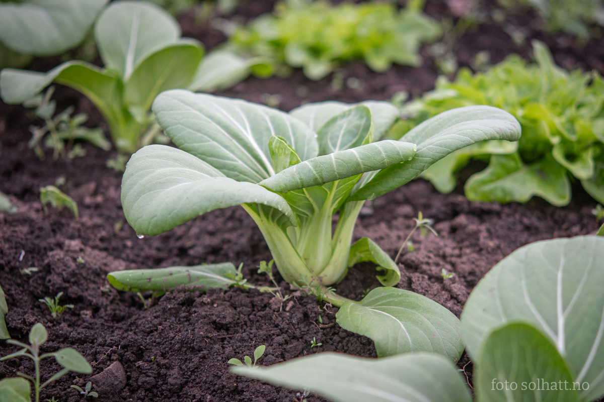 Pak Choi Yorokobi