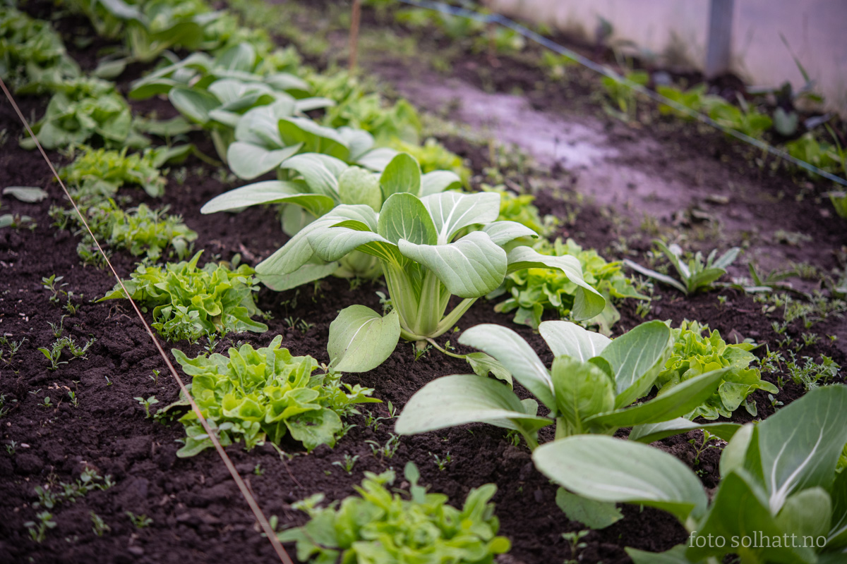 Pak Choi Yorokobi