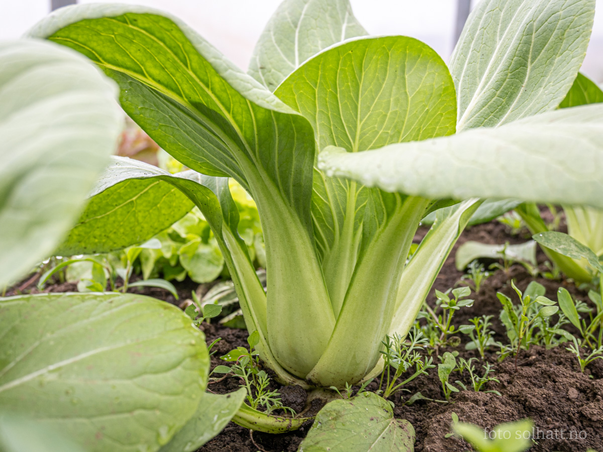 Pak Choi Yorokobi