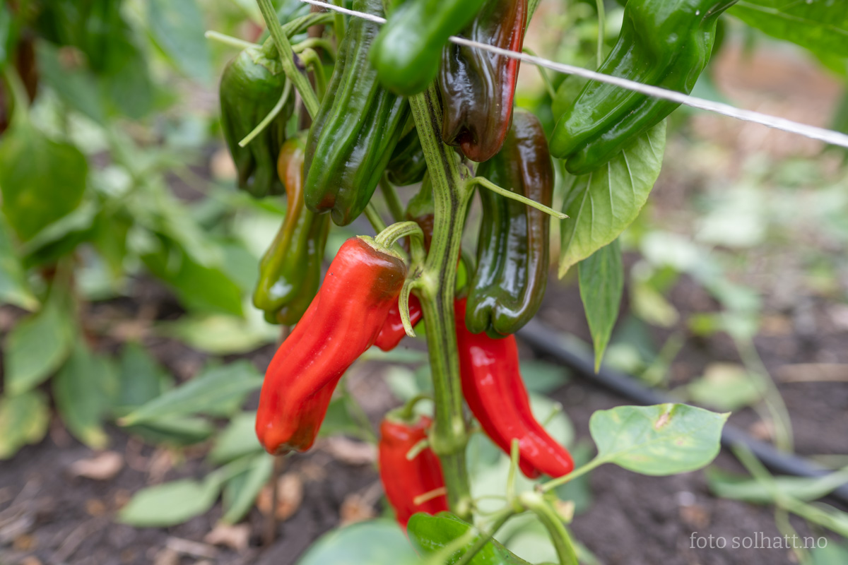 Paprika Frigitello