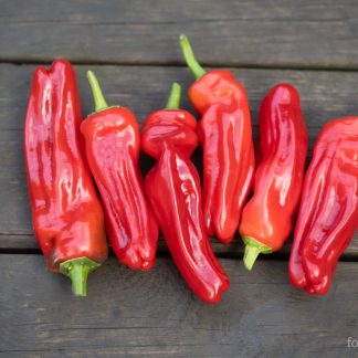 Paprika Frigitello