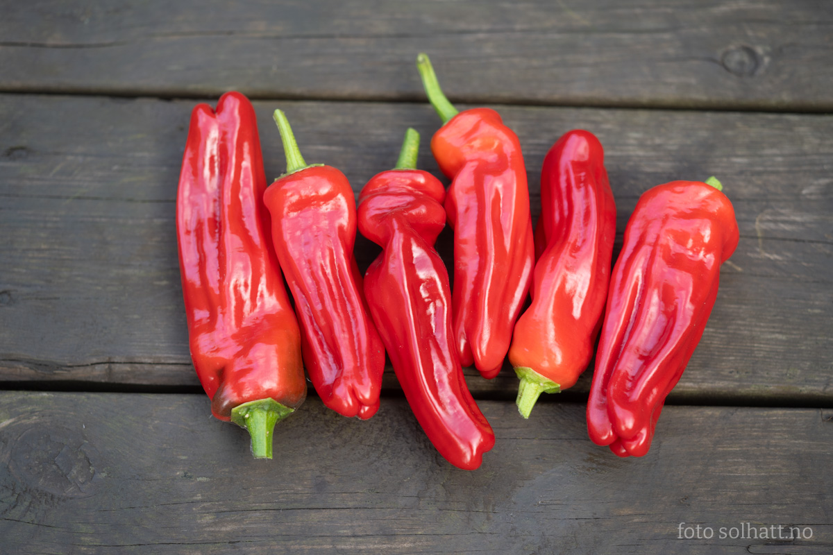 Paprika Frigitello