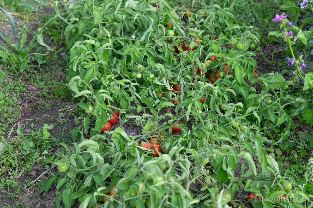 Frilandstomat Savitaipale