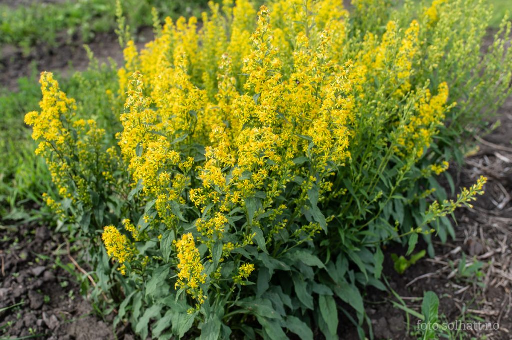Gullris Invasiv Gullris, Solidago virgaurea | Solhatt økologiske blomsterfrø
