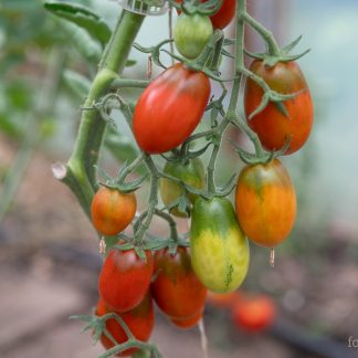 Plommetomat Black Plum