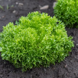 Salat Salanova Expertise