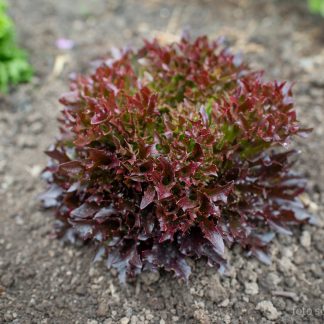 Salat Salanova Tralex