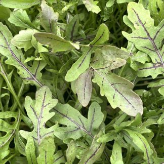 Ruccola, Vill - Red Streaks