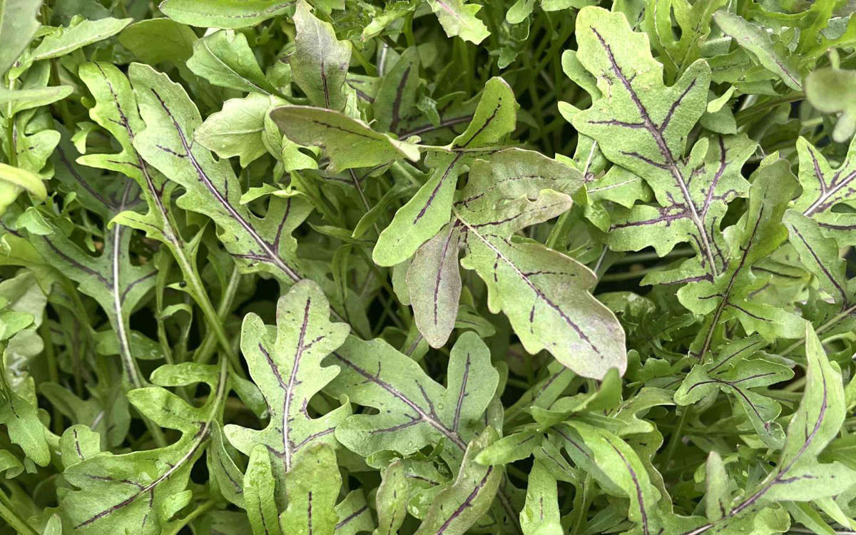 Ruccola, Vill - Red Streaks