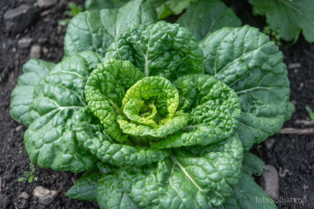 Pak Choi Golden Heart Winter