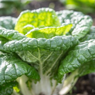 Pak Choi Golden Heart Winter