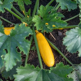 Squash Solara