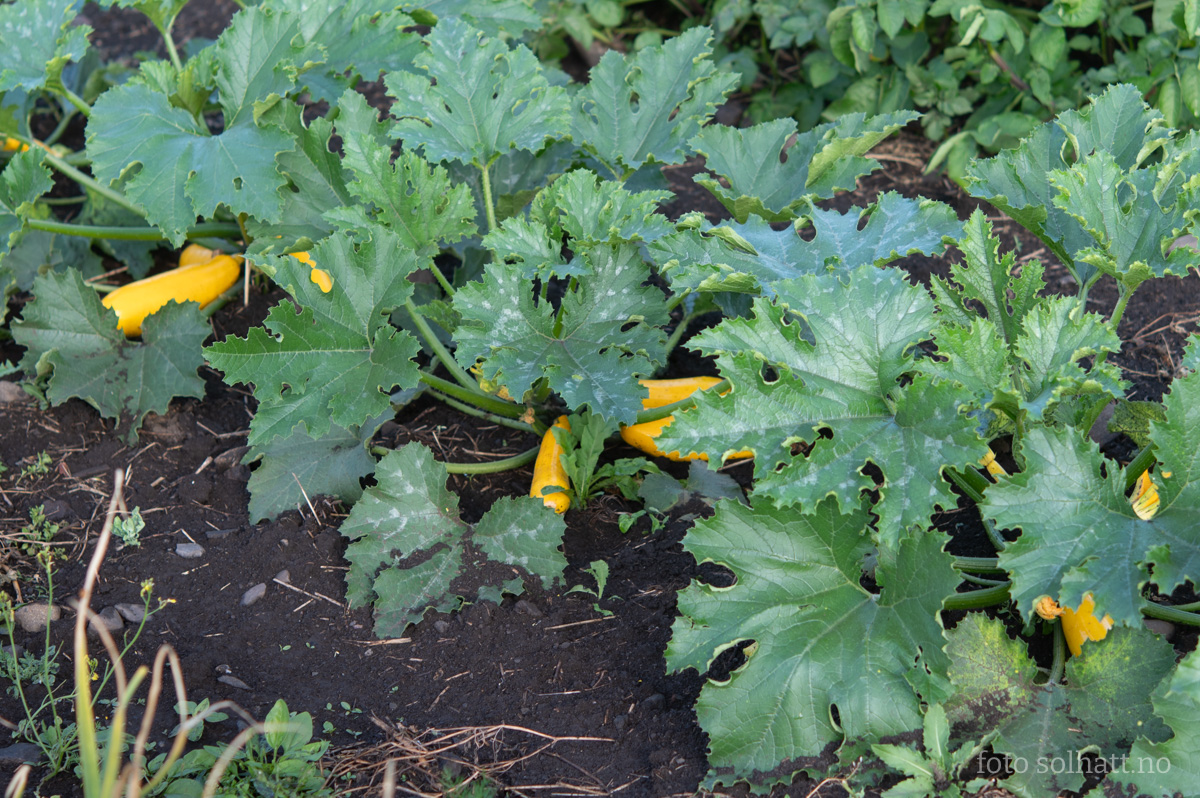 Squash Solara