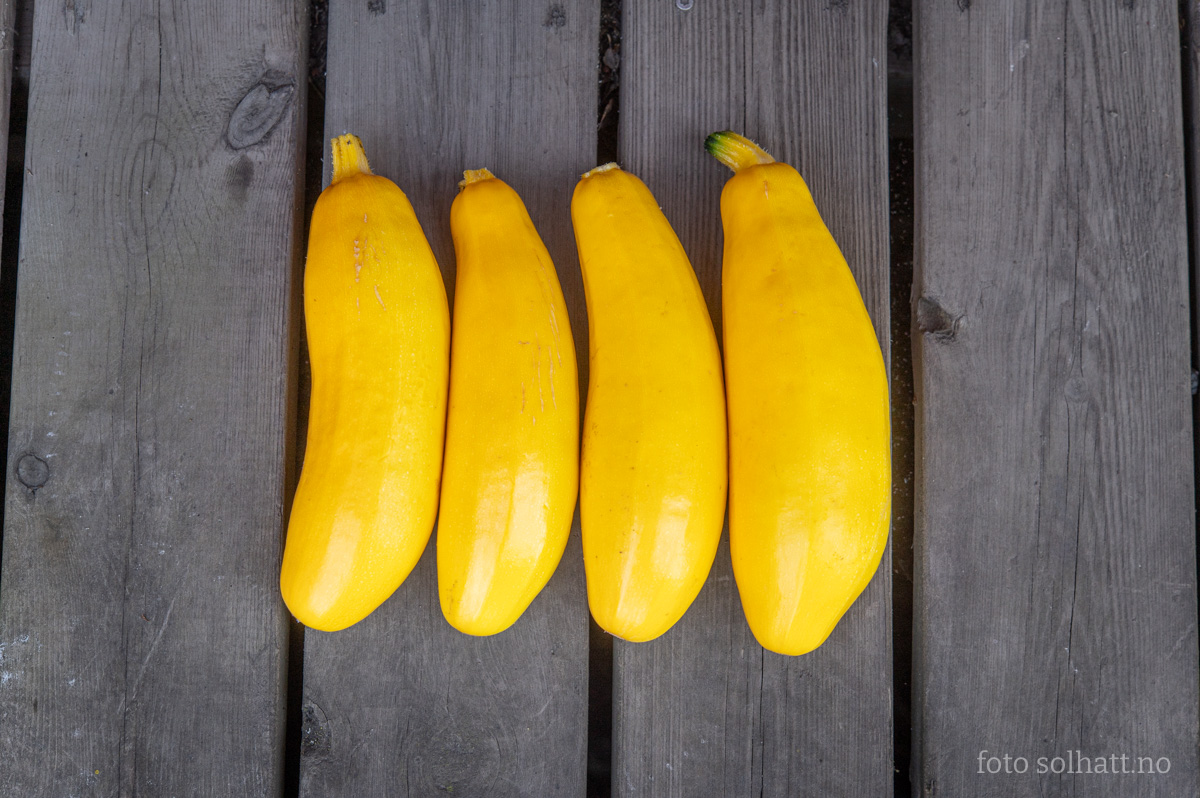 Squash Solara