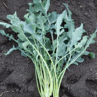 Brokkoli Fiolaro