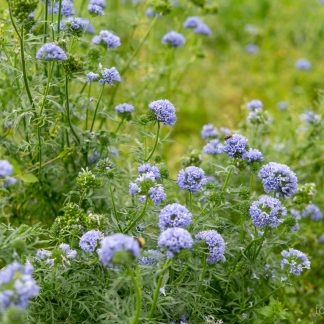 Gilia