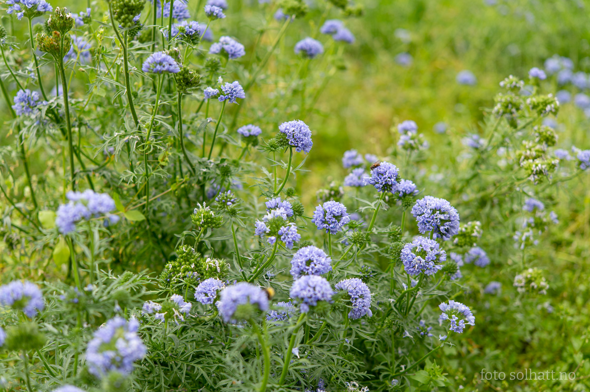 Gilia