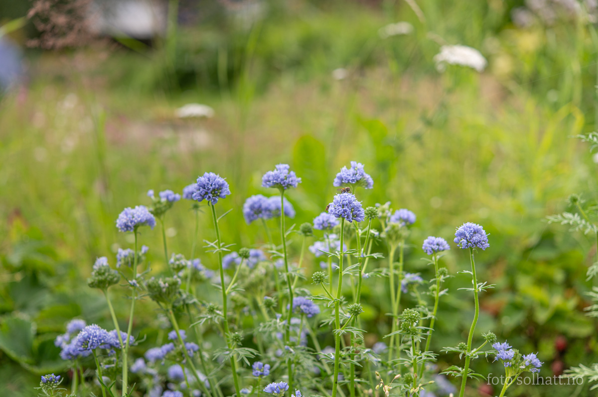 Gilia