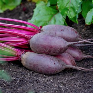 Rødbete Cylindra