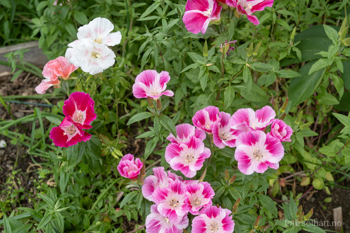 Atlasblomst Storblomstret