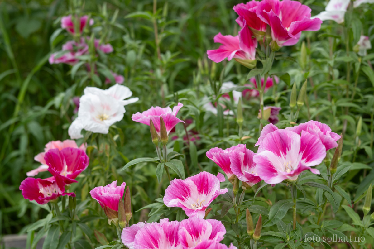 Atlasblomst Storblomstret