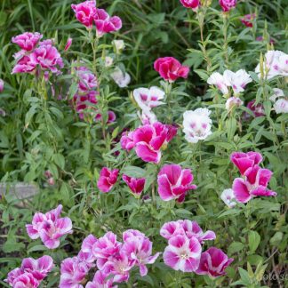 Atlasblomst Storblomstret
