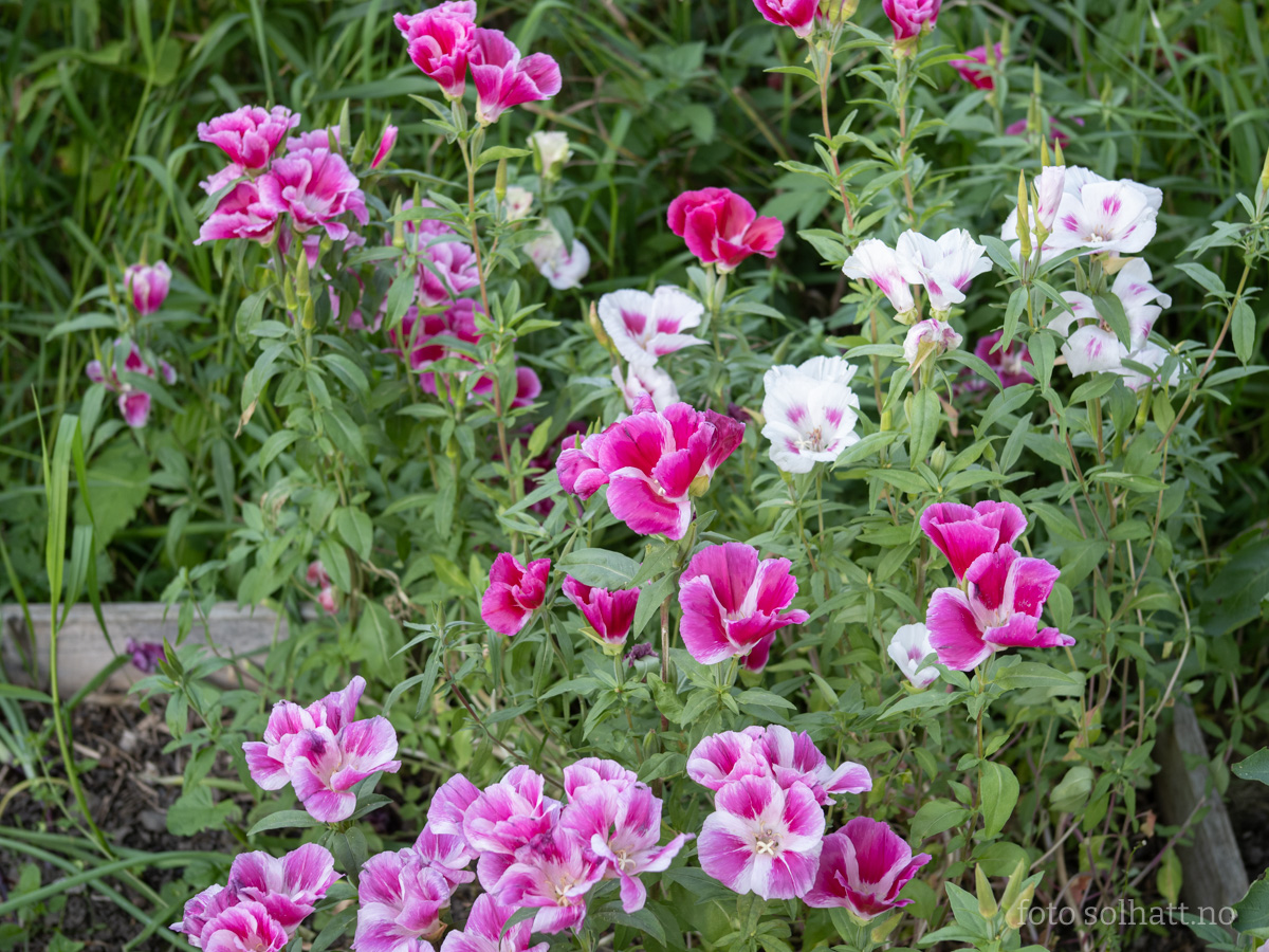 Atlasblomst Storblomstret