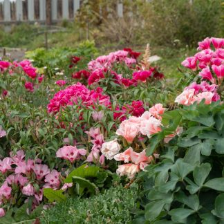 Atlasblomst Storblomstret