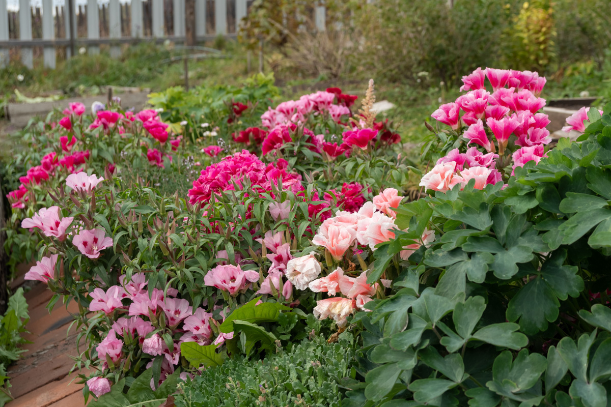 Atlasblomst Storblomstret