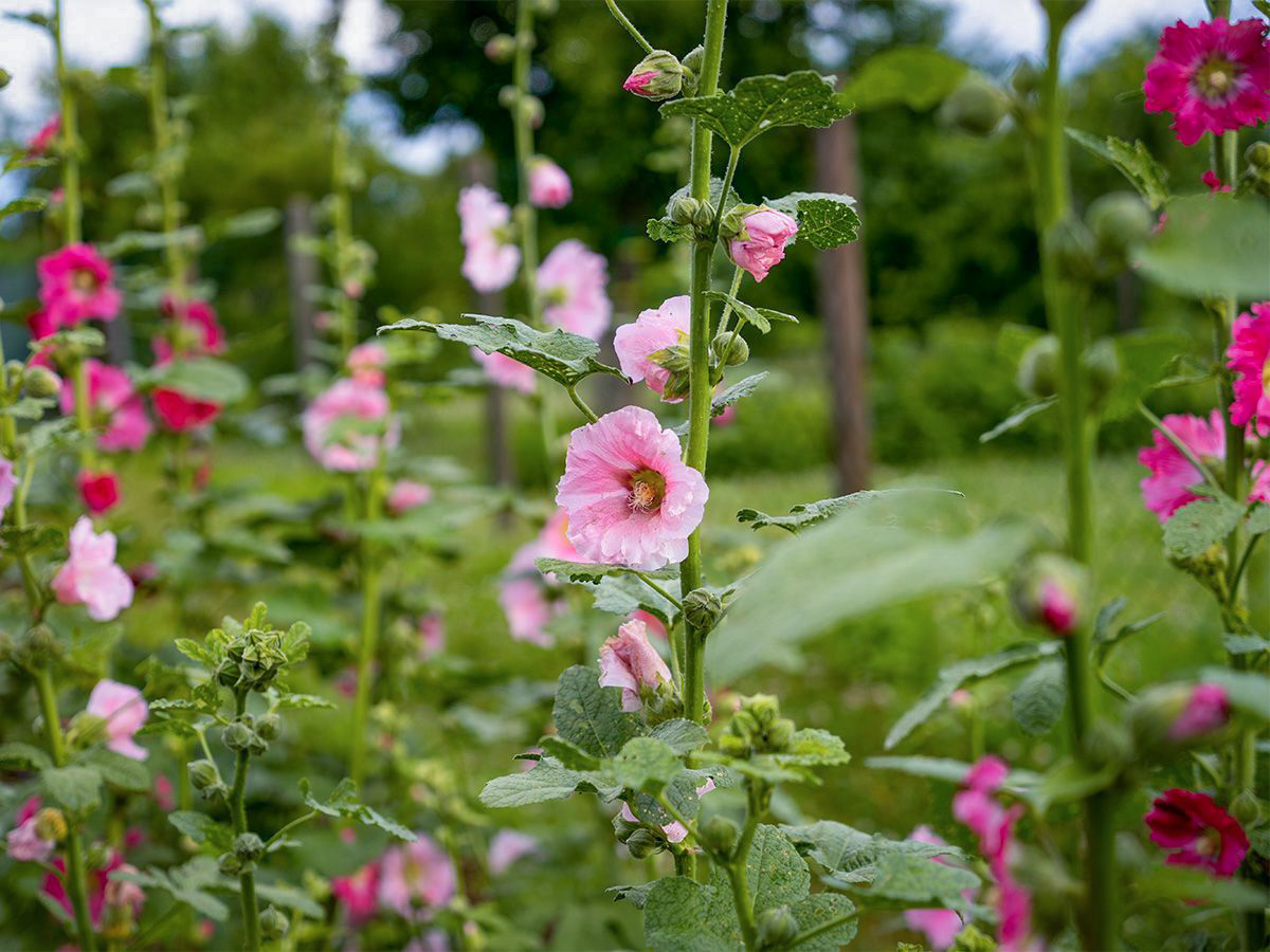 Stokkrose Lene, ettårig