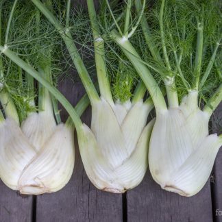 Knollfennikel Selma