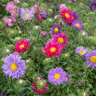 Sommerasters Callistephus Chinensis