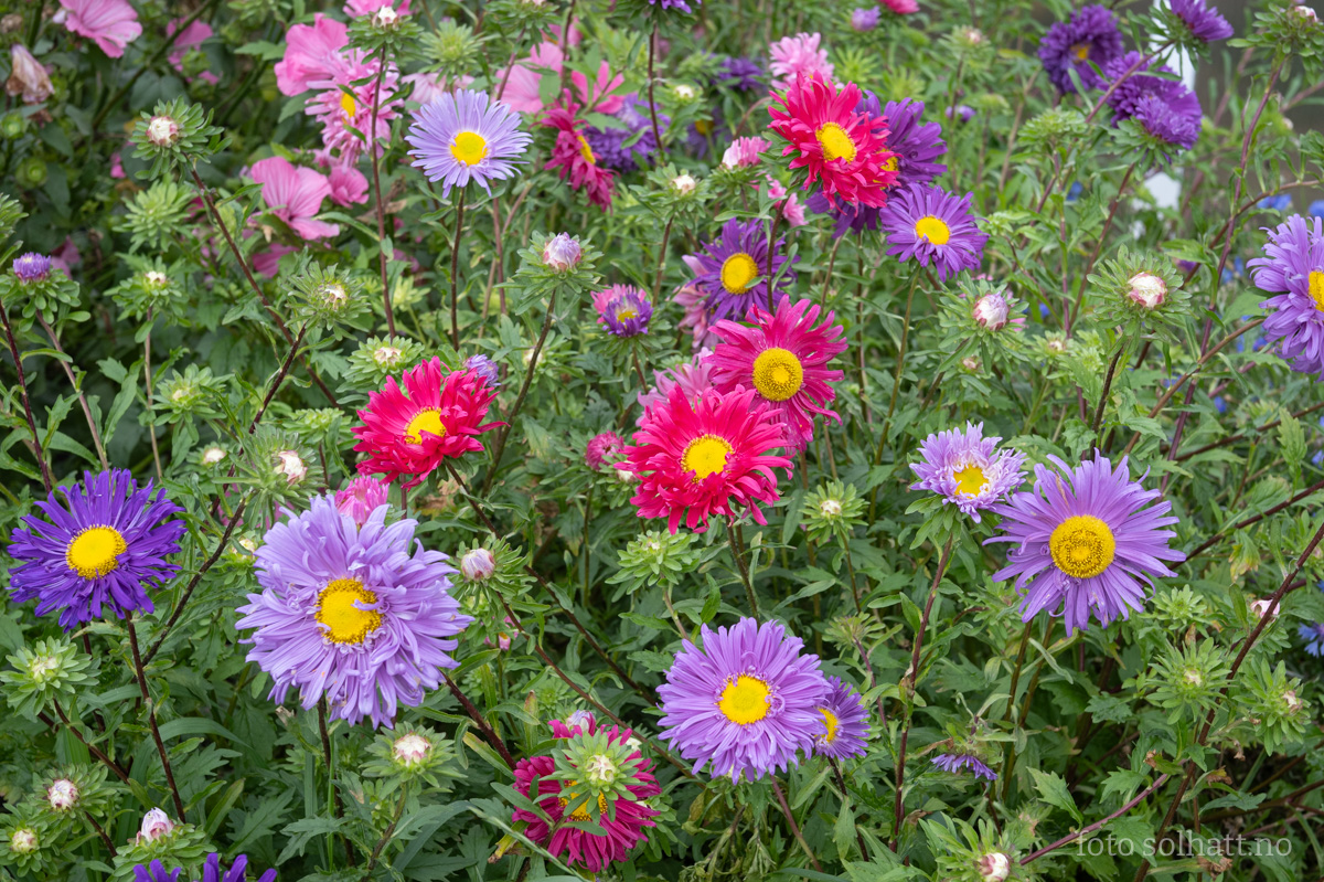 Sommerasters Callistephus Chinensis